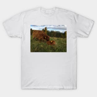 Scottish Highland Cattle Calves 1568 T-Shirt